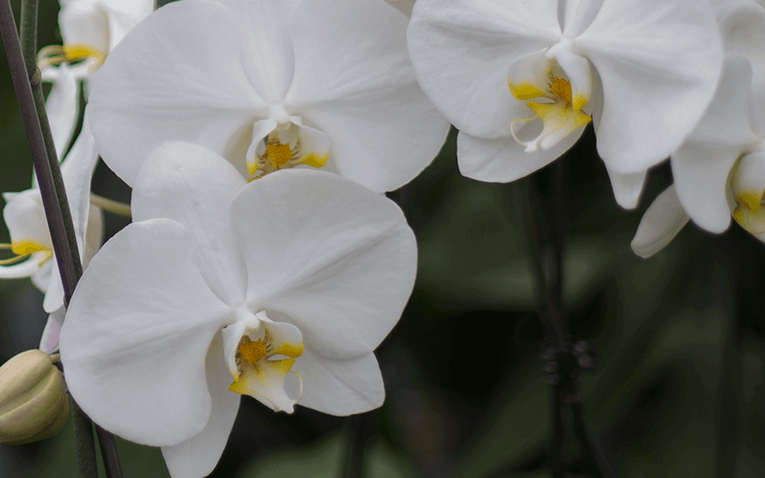 Flower Retailer Enjoys 200% Increase in Sales with SEO and Content Campaigns